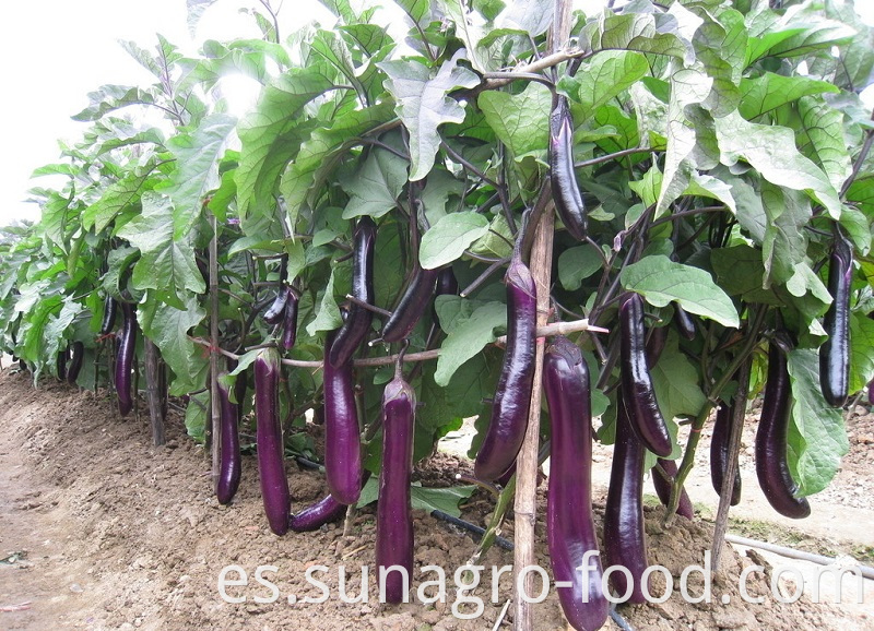 Best Fresh Eggplant